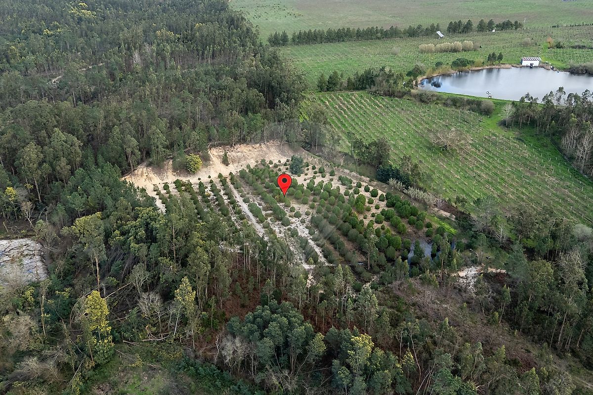 Terreno - Seixo de Gatões, Montemor-o-Velho, Coimbra