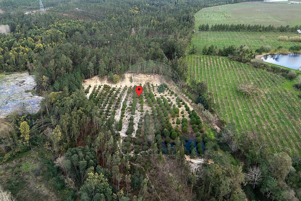 Terreno - Seixo de Gatões, Montemor-o-Velho, Coimbra