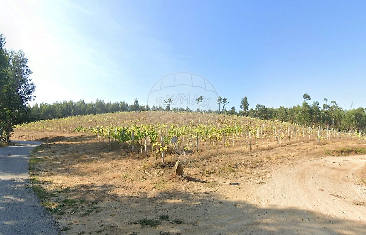 Terreno - Canedo de Basto e Corgo, Celorico de Basto, Braga