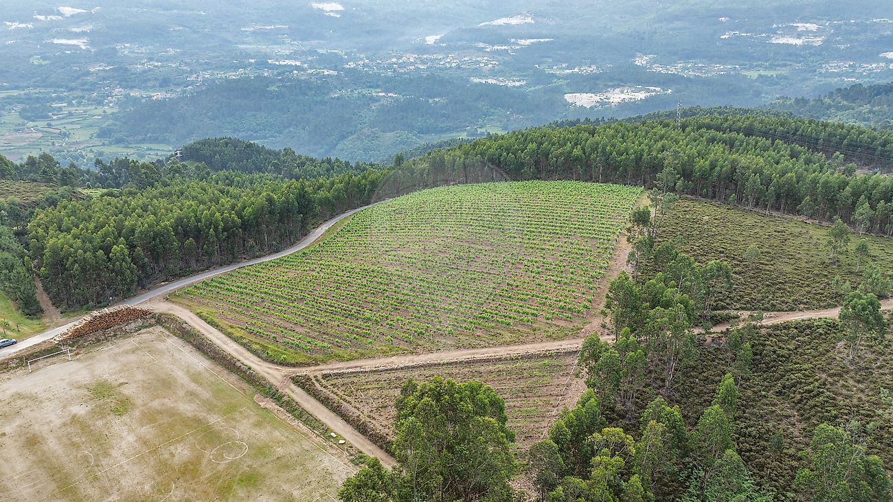 Terreno - Canedo de Basto e Corgo, Celorico de Basto, Braga