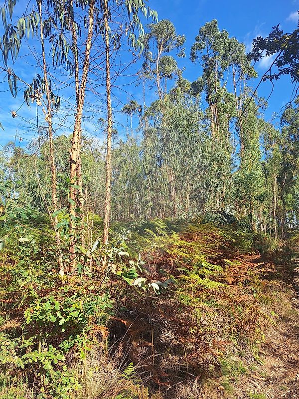 Terreno - Marrancos e Arcozelo, Vila Verde, Braga