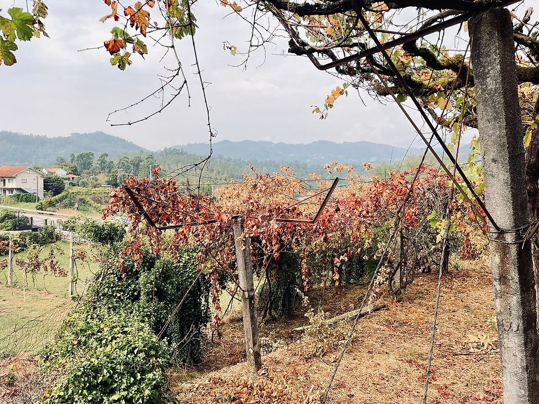 Terreno  à venda em Padim
