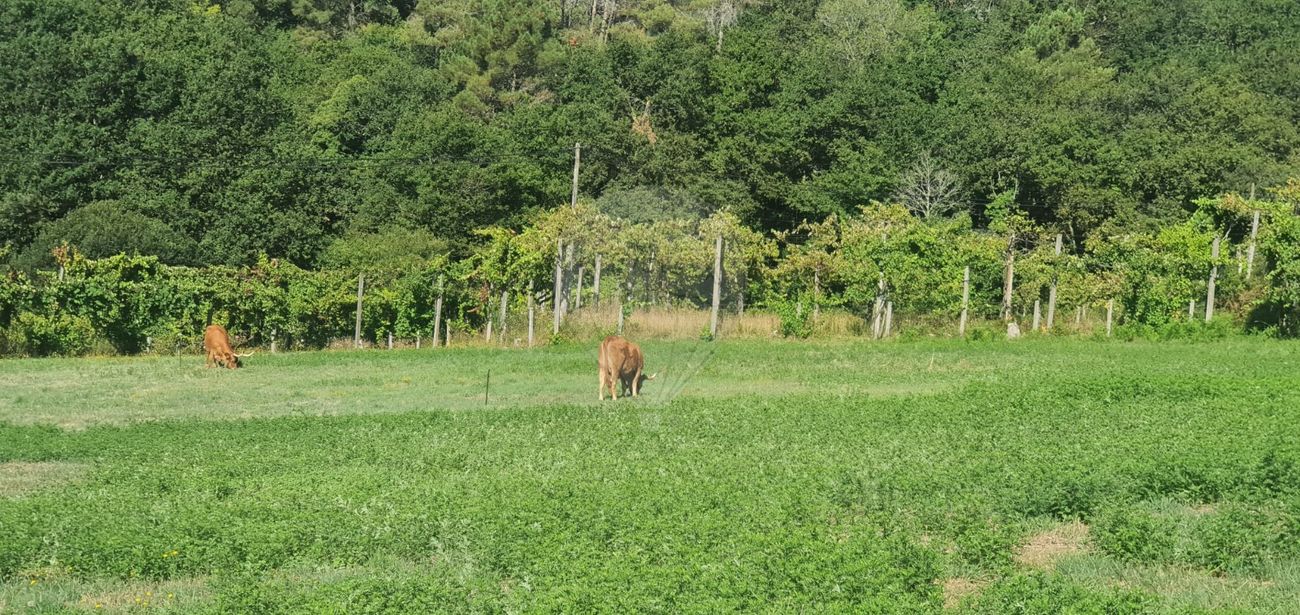 Terreno para venda