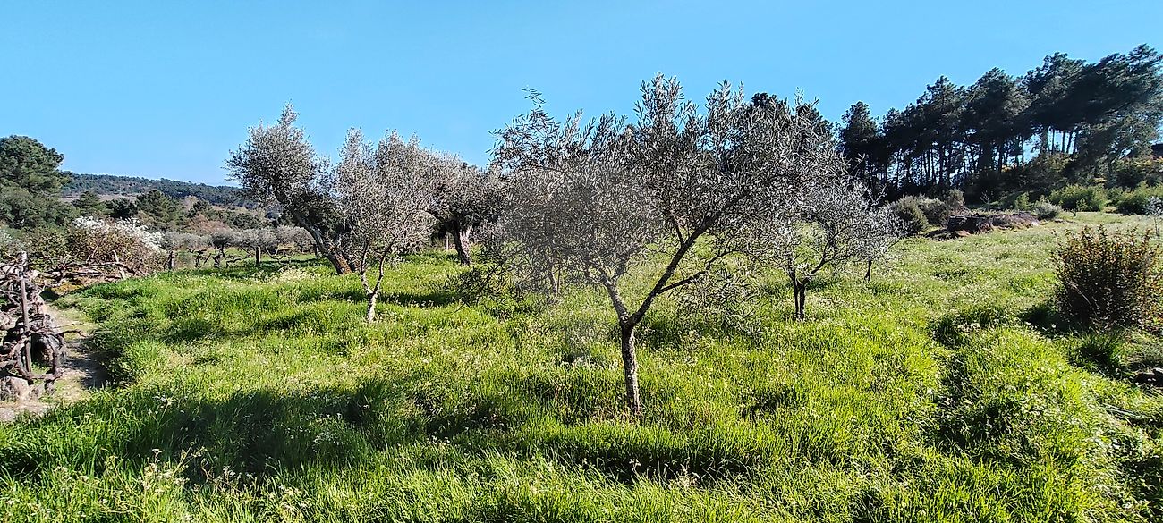 Terreno - Valpaços e Sanfins, Valpaços, Vila Real
