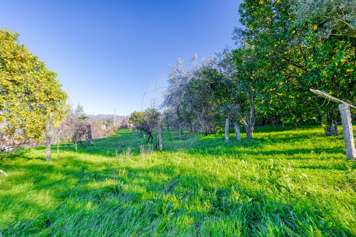 listing 126401124-3 picture-0