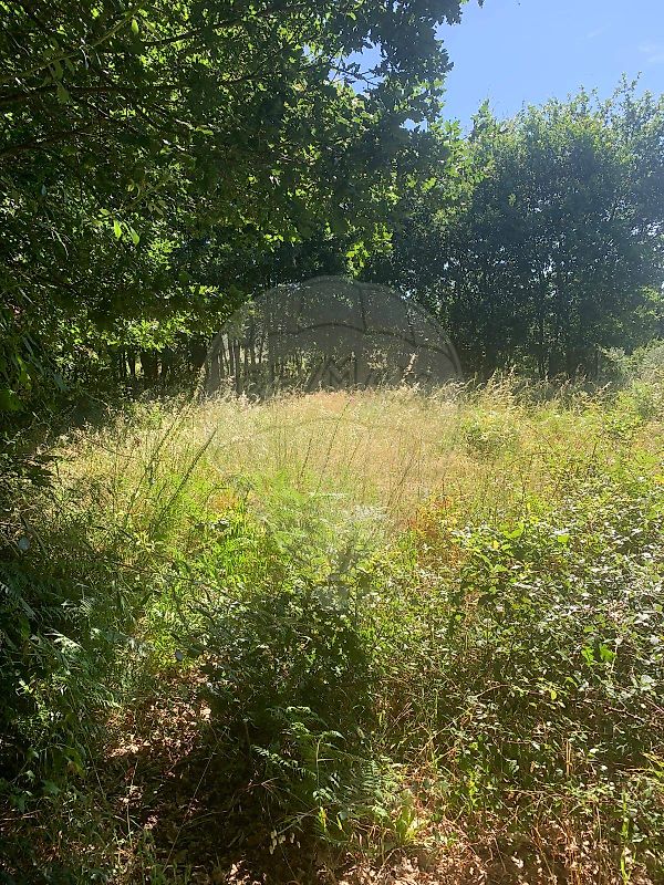 Terreno - Mamouros, Alva e Ribolhos, Castro Daire, Viseu