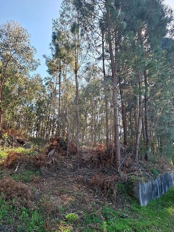 Terreno - Bouro (Santa Marta), Amares, Braga