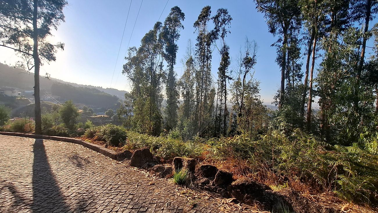 Terreno - Roriz, Santo Tirso, Porto