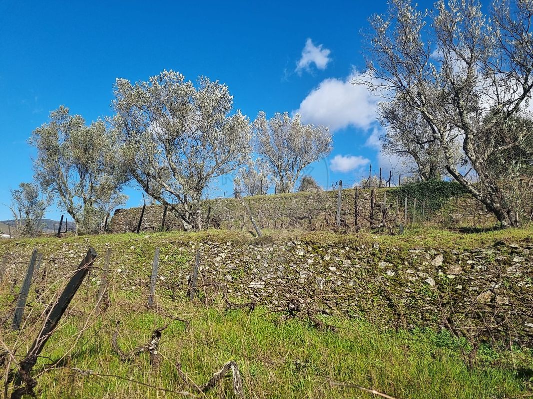 Terreno para venda