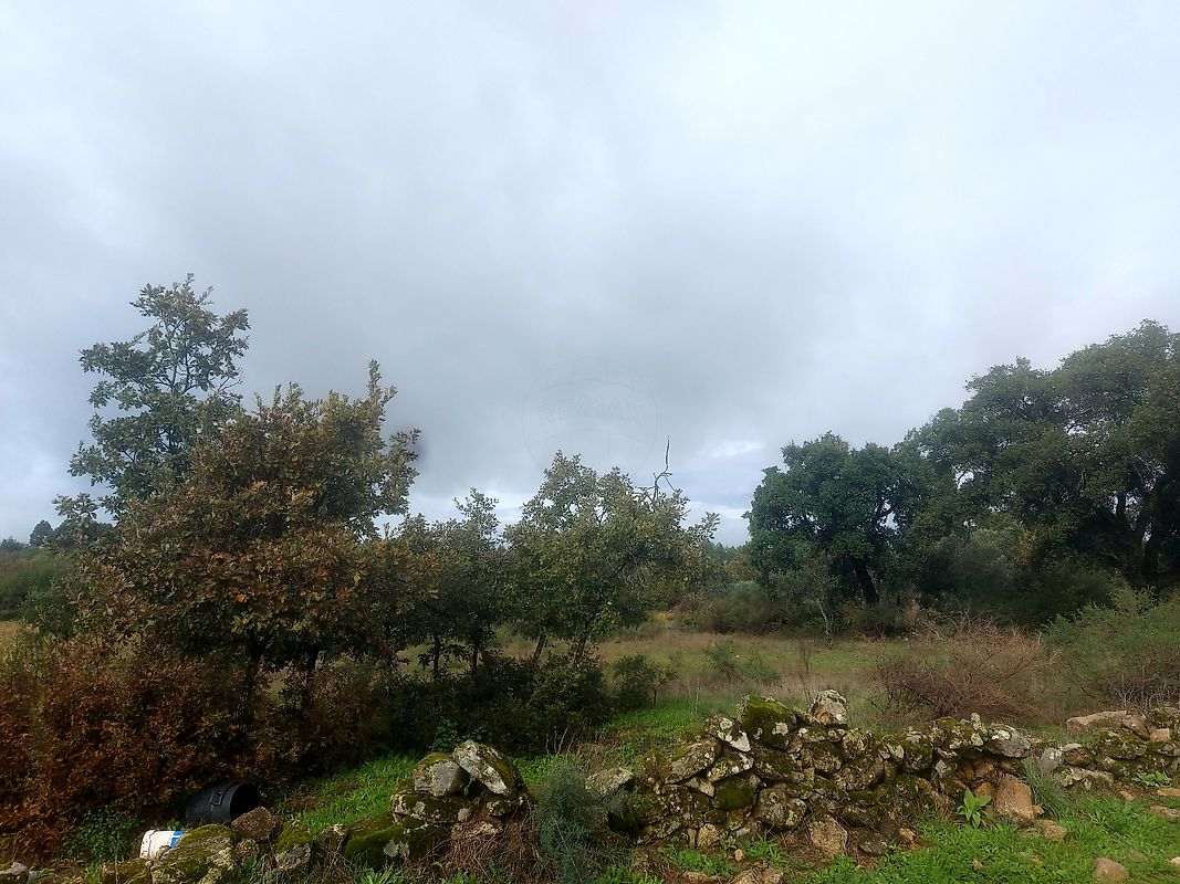 Terreno - Aldeia do Bispo, Águas e Aldeia de João Pires, Penamacor, Castelo Branco