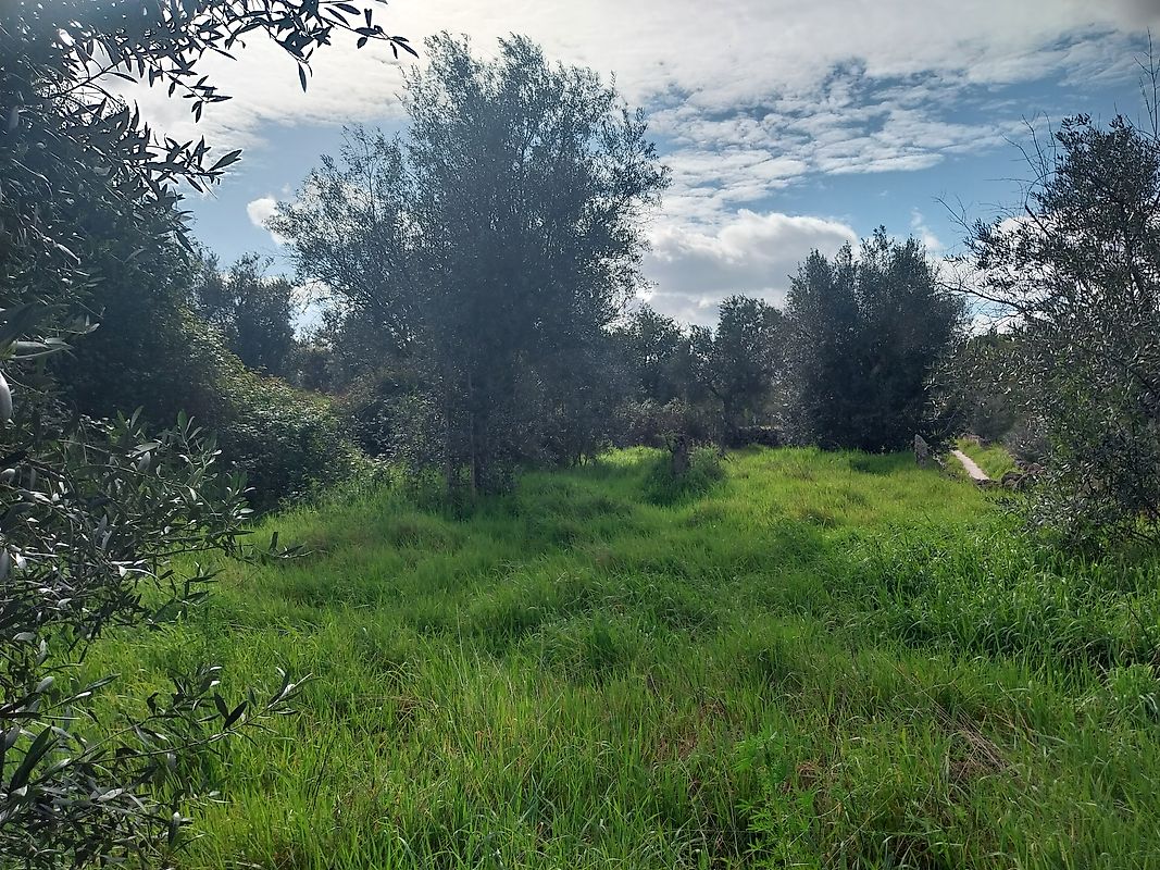 Terreno  à venda em Castelo Branco