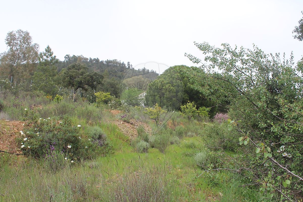 listing 126661014-41 picture-0