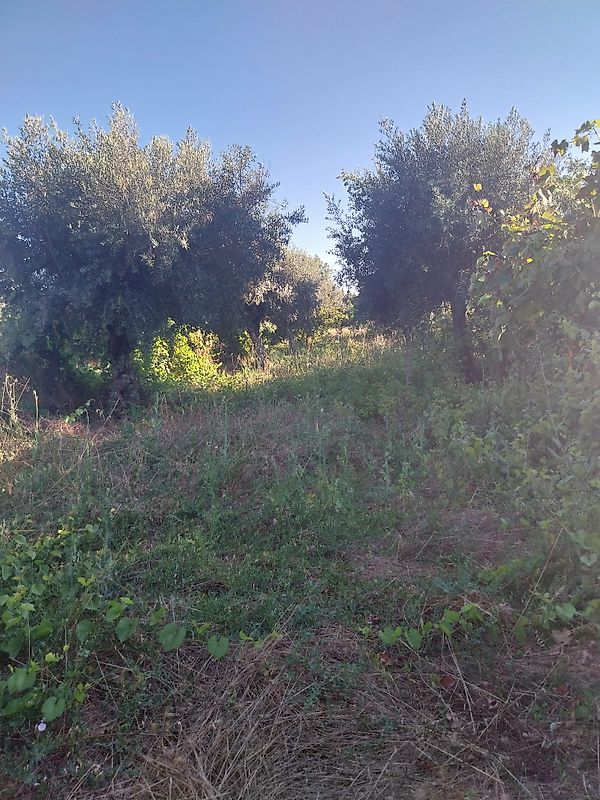 Terreno  à venda em Castelo Branco