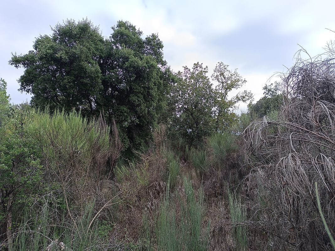 Terreno à venda em Penamacor