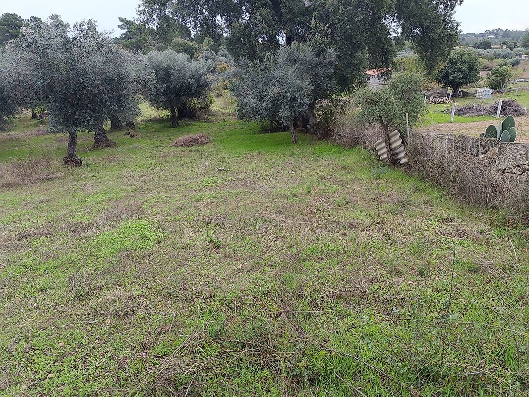 Terreno à venda em Penamacor