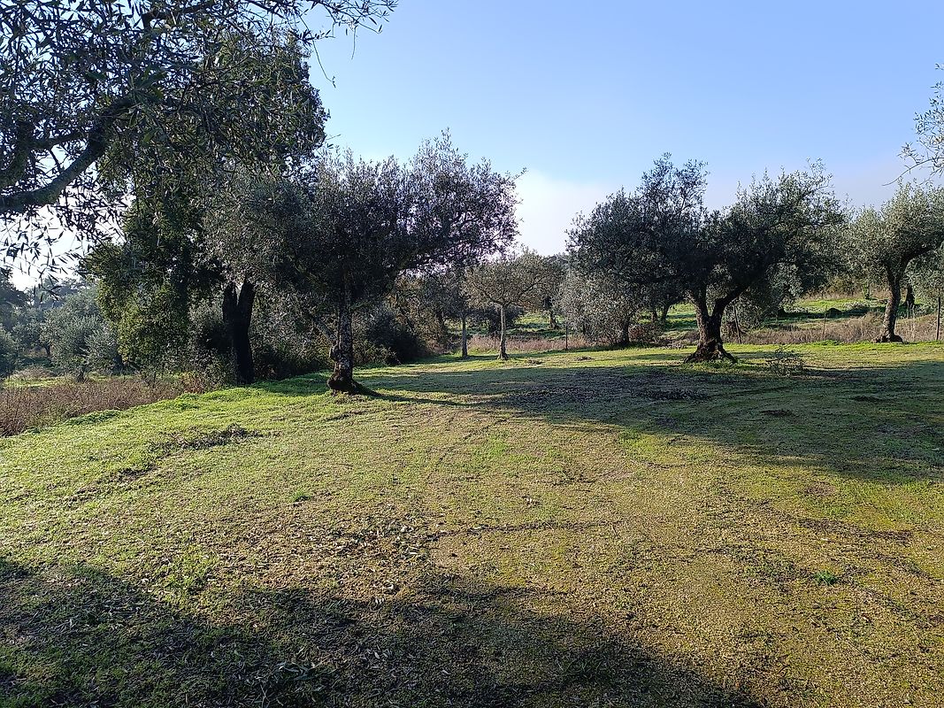 Terreno à venda em Penamacor