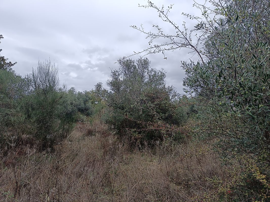 Terreno à venda em Penamacor