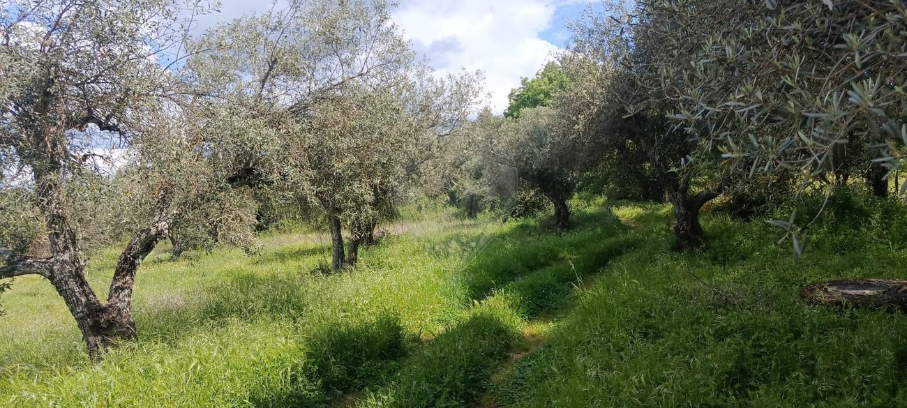 Terreno  para venda