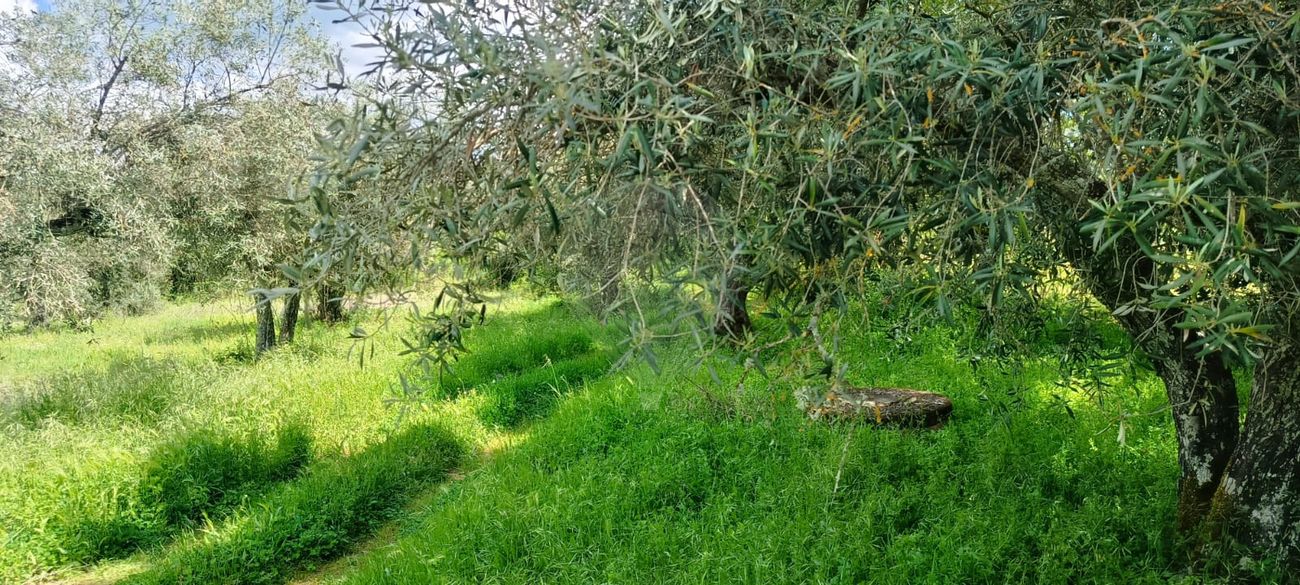 Terreno  para venda