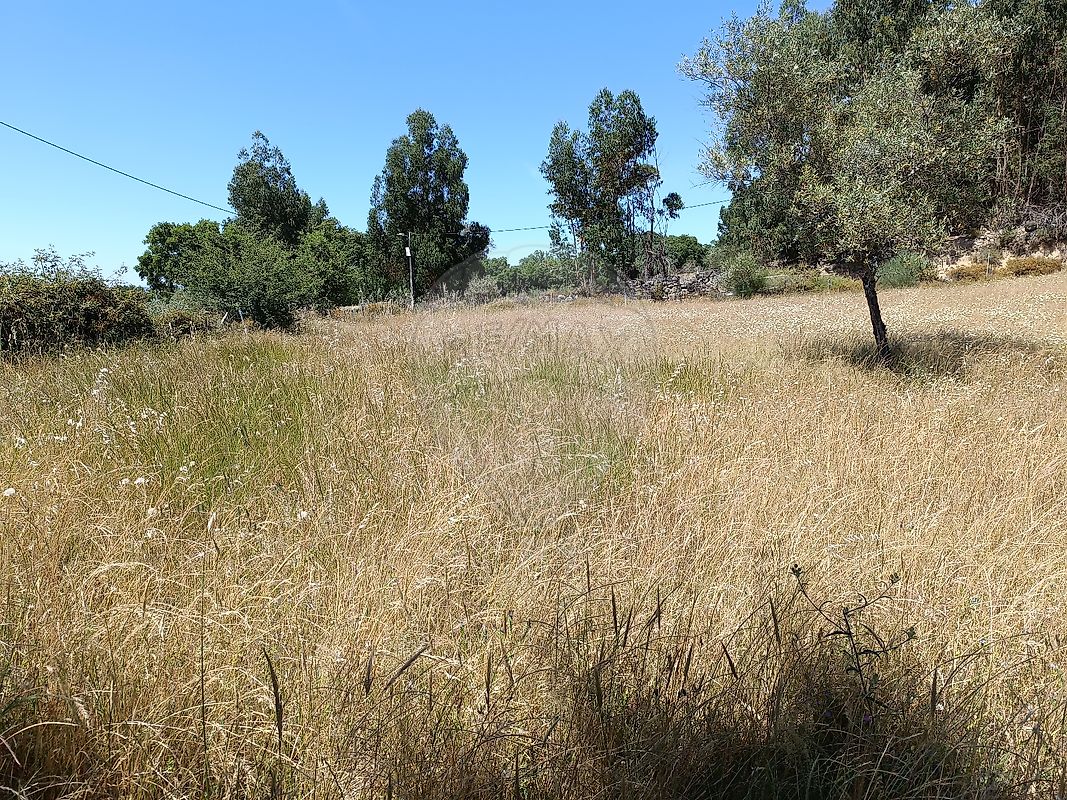 Terreno - Pedrógão de São Pedro e Bemposta, Penamacor, Castelo Branco