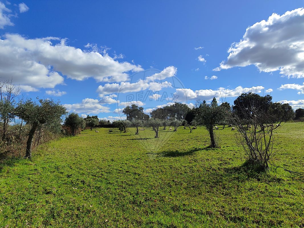 Terreno - Aldeia do Bispo, Águas e Aldeia de João Pires, Penamacor, Castelo Branco