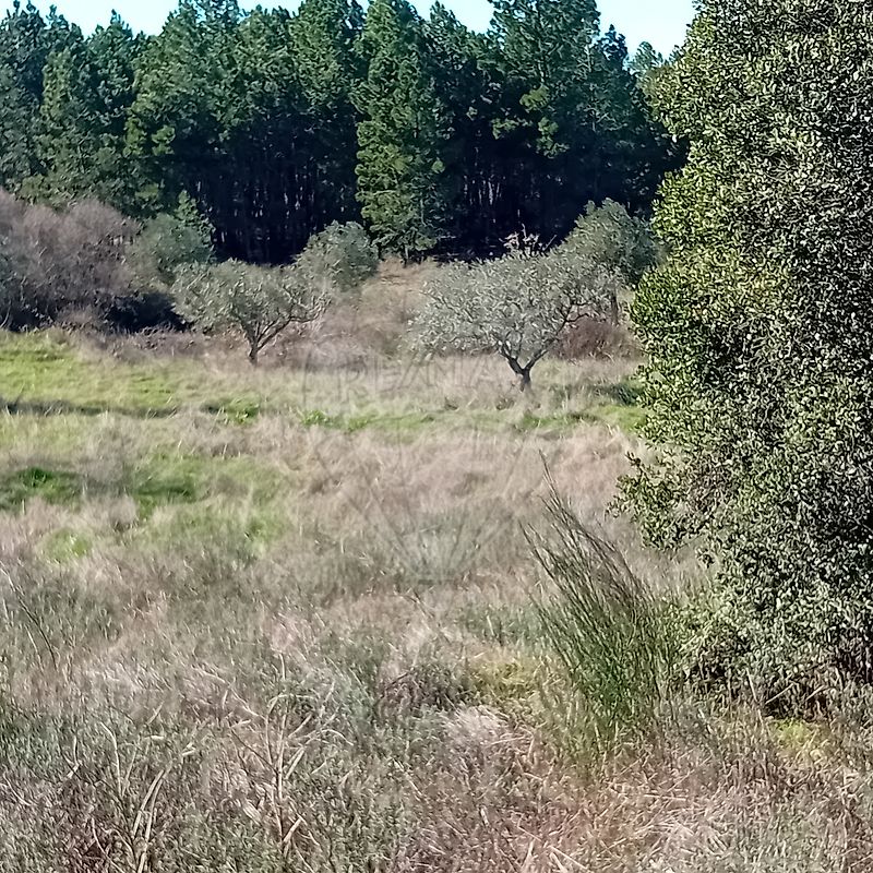 Terreno - Penamacor, Penamacor, Castelo Branco