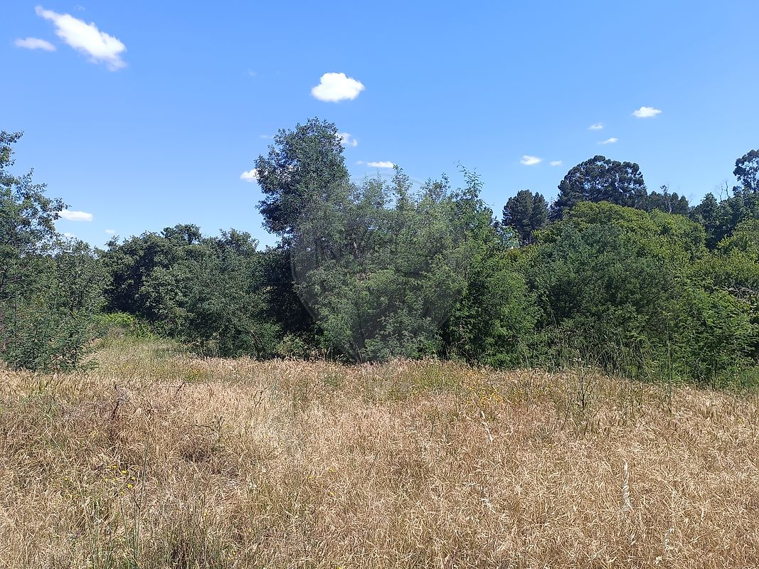Terreno - Pedrógão de São Pedro e Bemposta, Penamacor, Castelo Branco