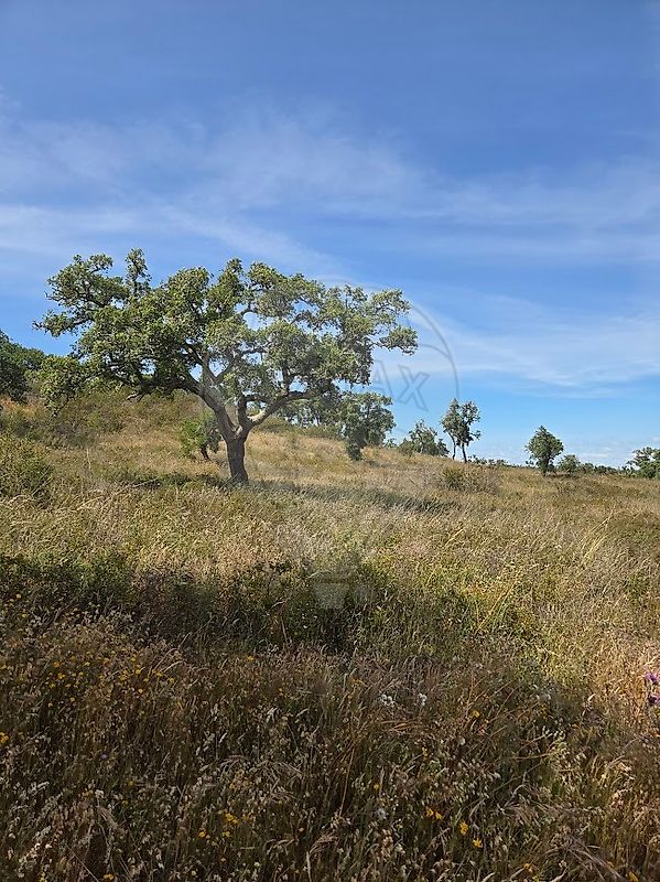 Terreno à venda em Grândola