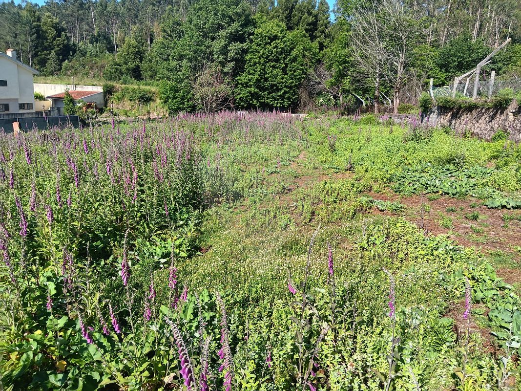 Terreno  para venda