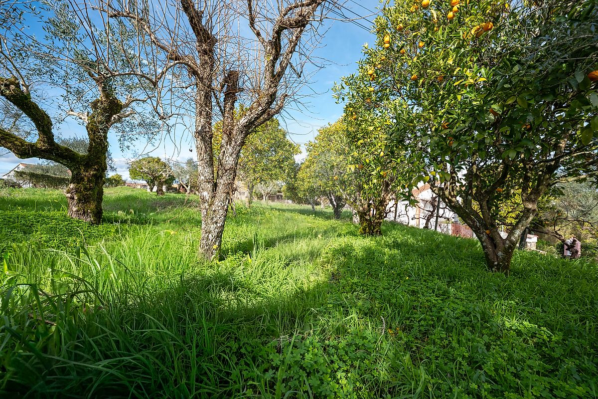 Moradia T5 à venda em Olalhas, Tomar — foto 40
