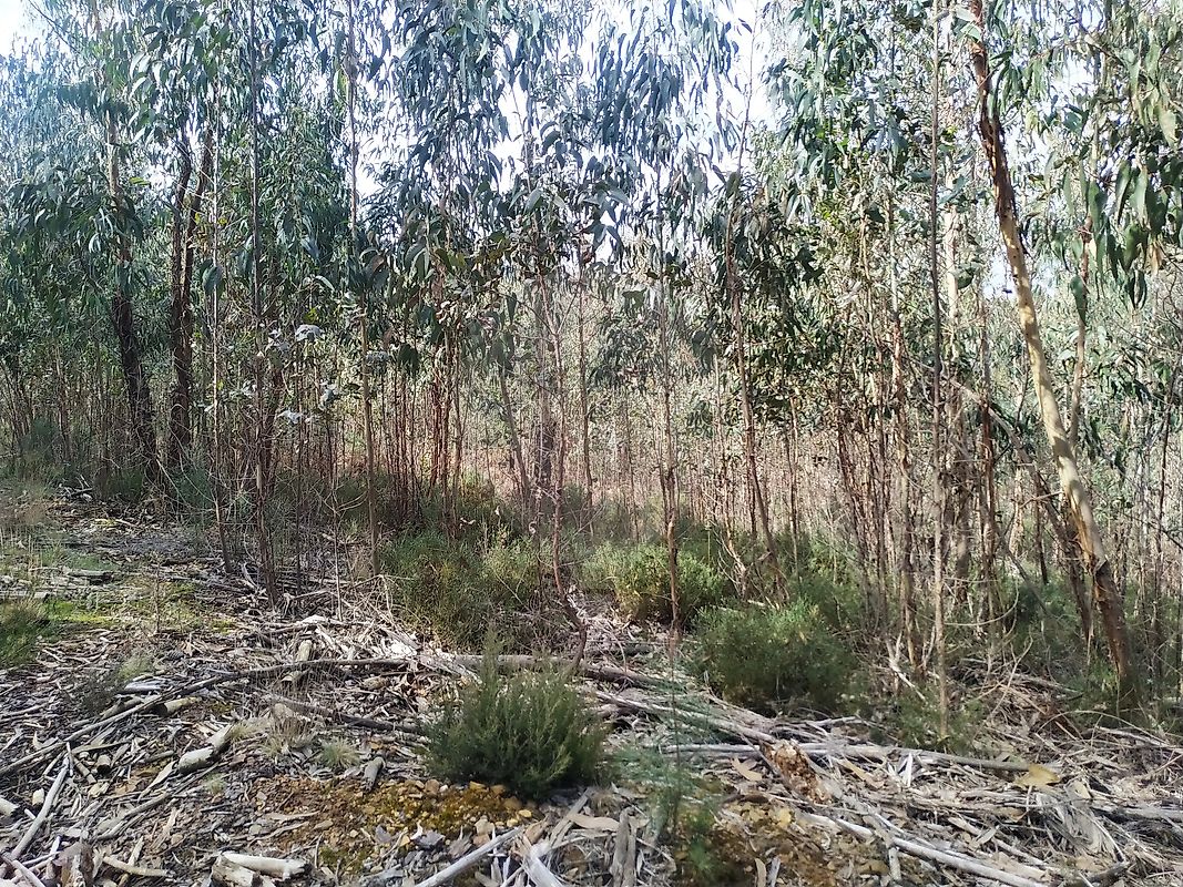 Terreno à venda em Figueiró dos Vinhos