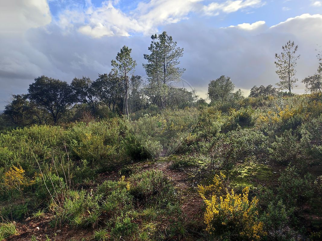 Terreno  à venda em Tomar