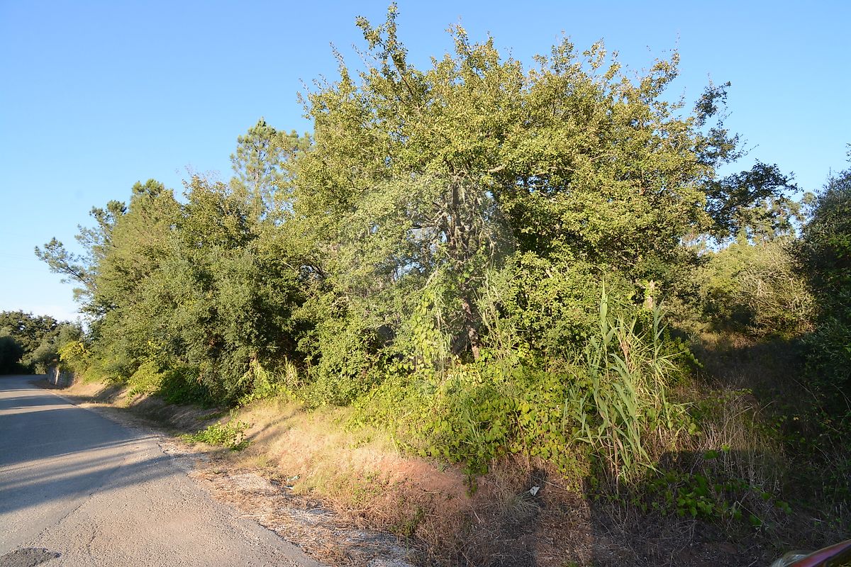 Terreno em Alvaiázere