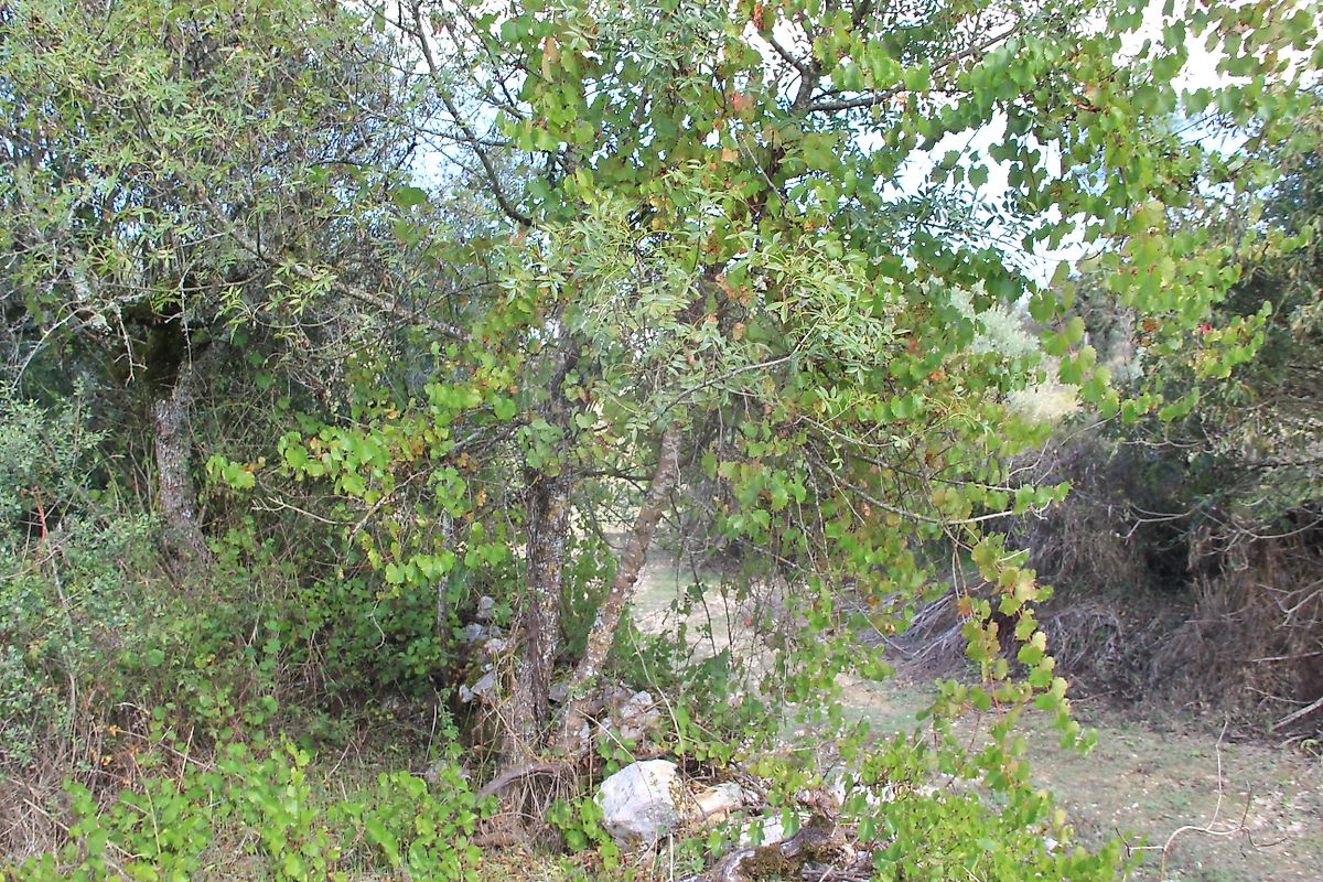 Moradia T2 à venda em Santiago da Guarda, Ansião — foto 16