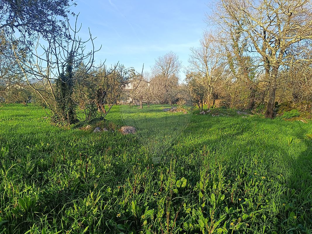 Terreno - Cumeeira, Penela, Coimbra