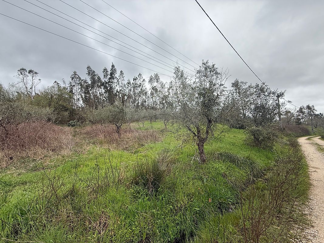 Terreno - Almagreira, Pombal, Leiria