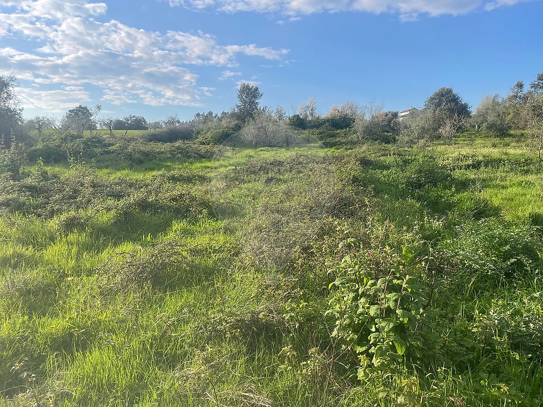 Terreno - Olalhas, Tomar, Santarém