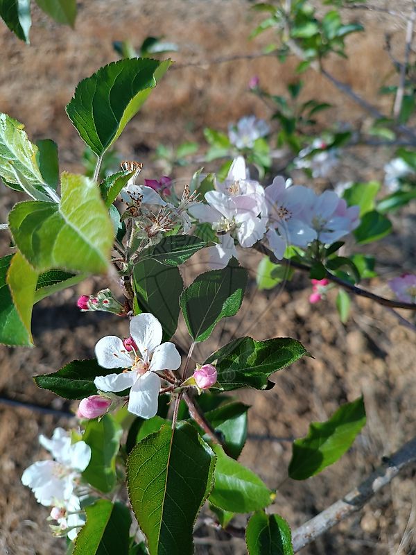 Terreno à venda em Mafra