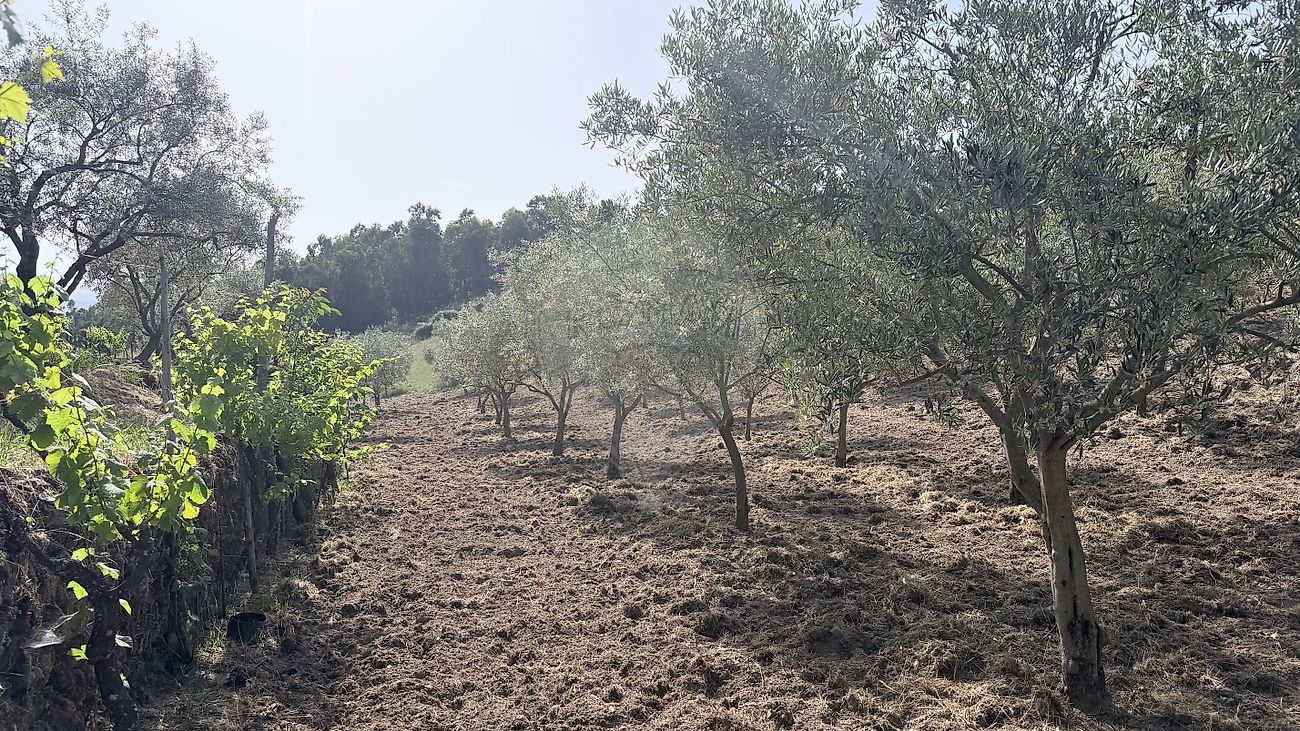 Moradia T3 à venda em Arcas, Macedo de Cavaleiros — foto 37