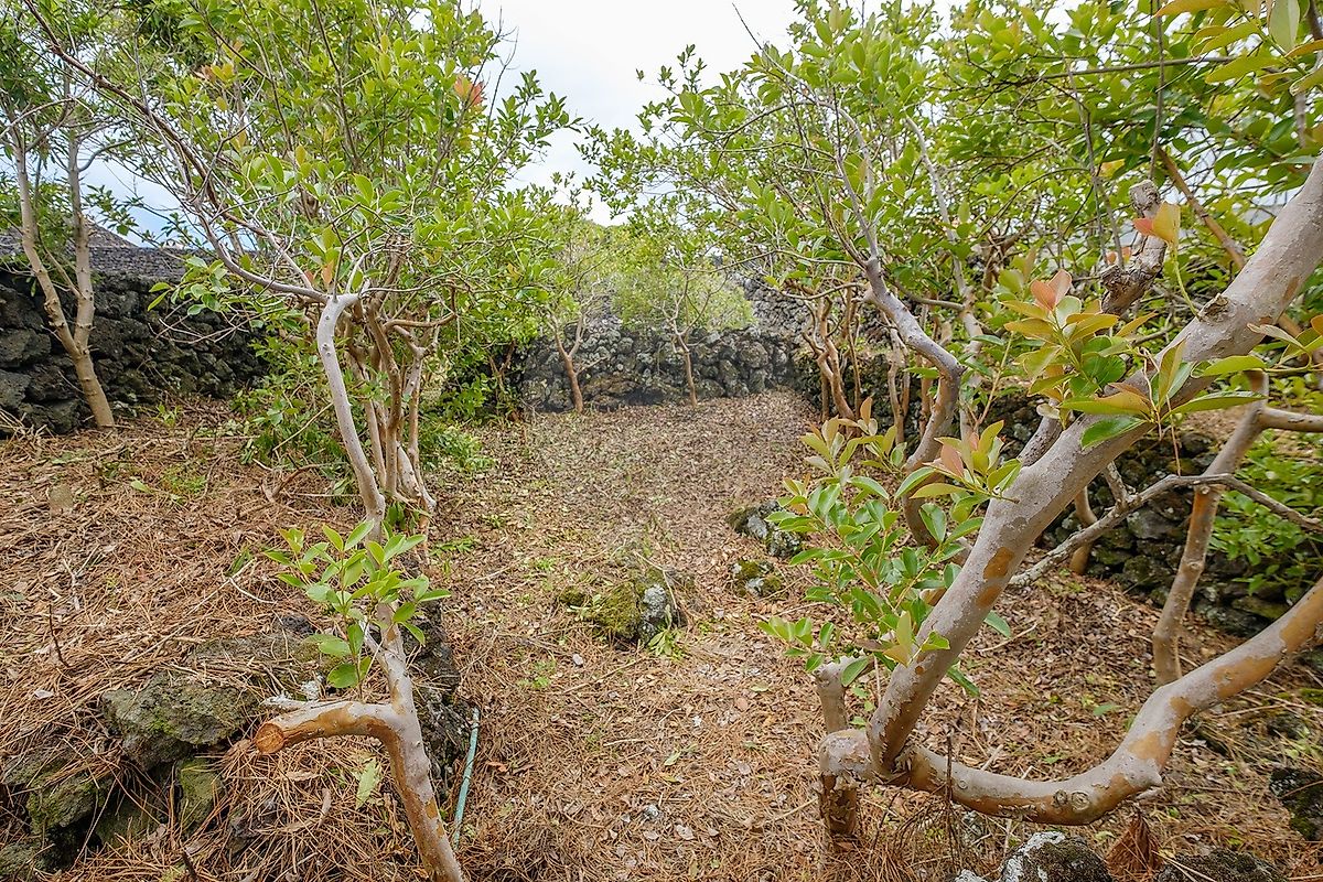 Moradia T2 à venda em Biscoitos, Praia da Vitória — foto 24