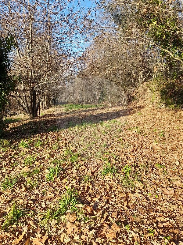 Terreno - Caldelas, Sequeiros e Paranhos, Amares, Braga