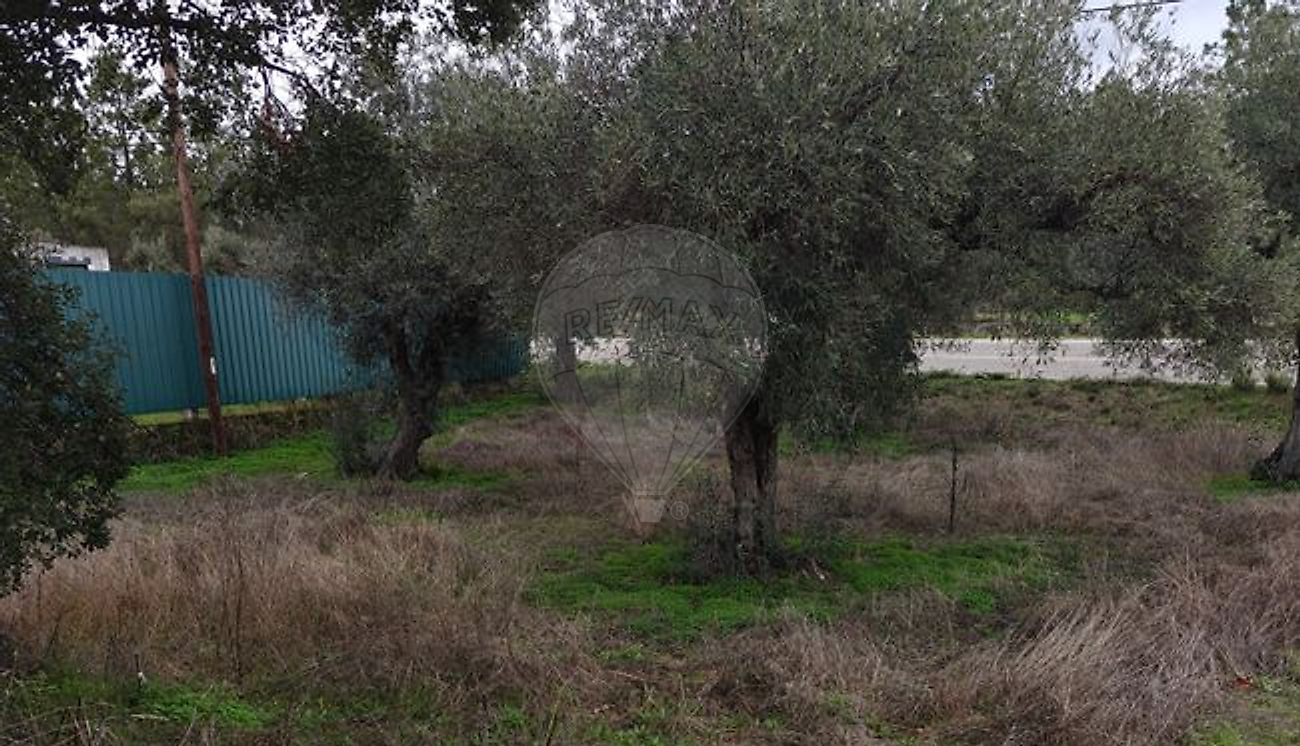 Terreno - Salgueiro do Campo, Castelo Branco, Castelo Branco