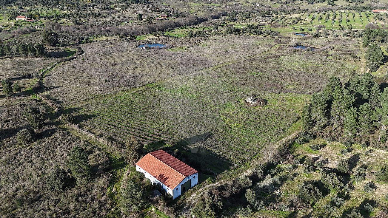 Terreno - São Miguel de Acha, Idanha-a-Nova, Castelo Branco