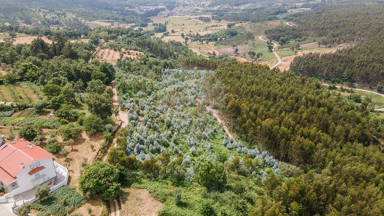 Terreno  para venda