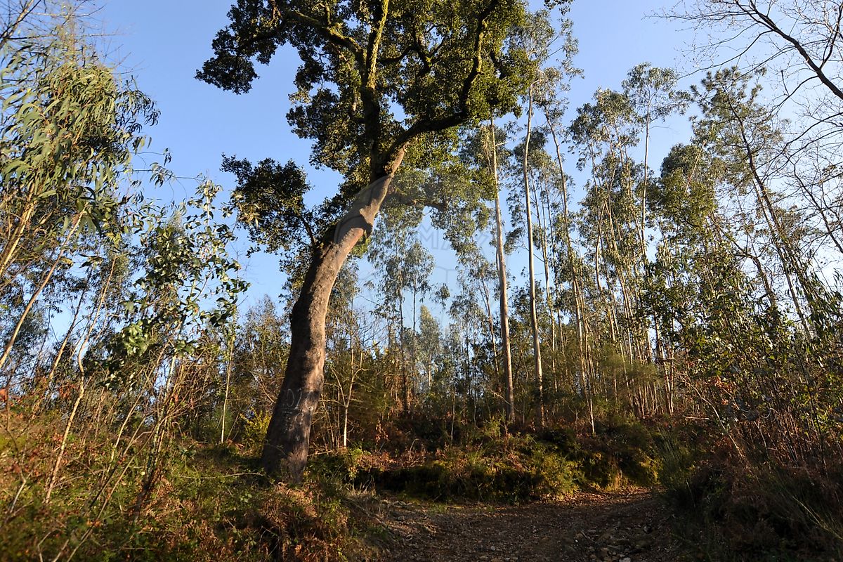Terreno - Arcozelo das Maias, Oliveira de Frades, Viseu