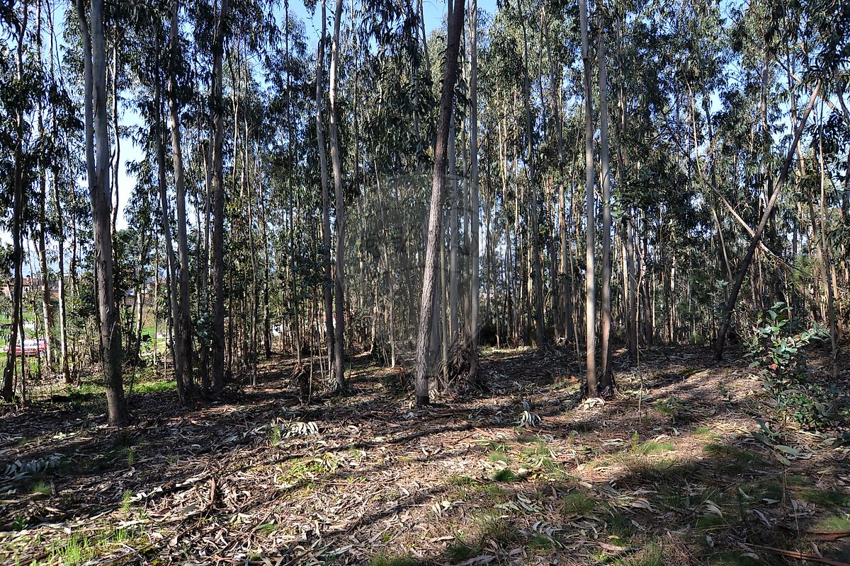 Terreno - Arcozelo das Maias, Oliveira de Frades, Viseu