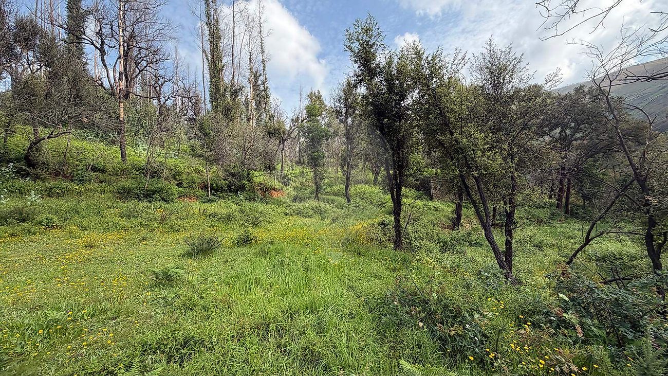 Terreno - São Martinho das Moitas e Covas do Rio, São Pedro do Sul, Viseu