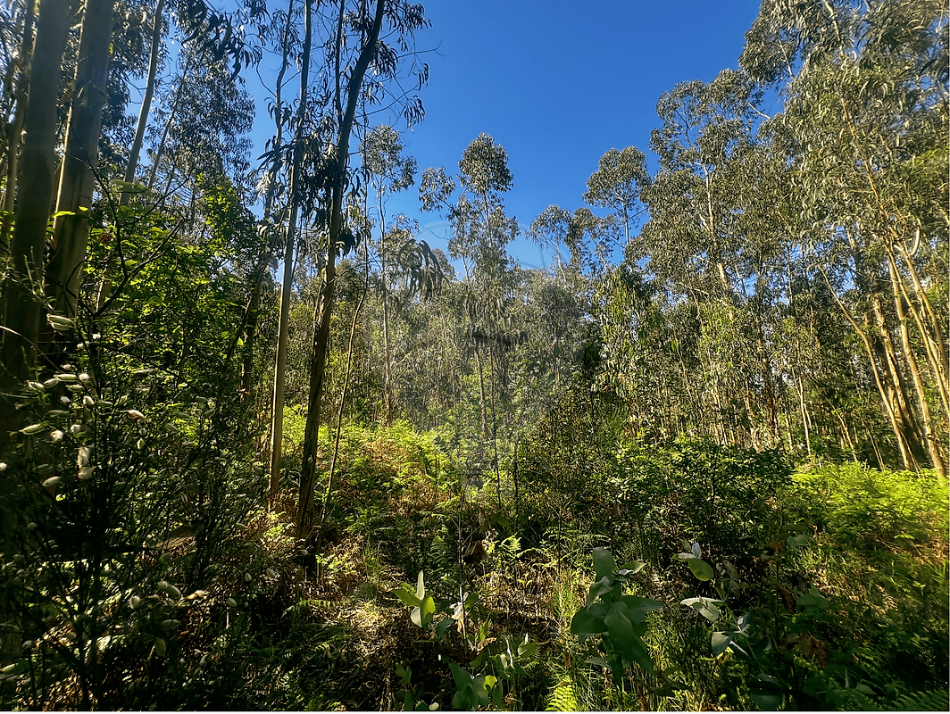 Terreno - Ganfei (São Salvador), Valença, Viana do Castelo