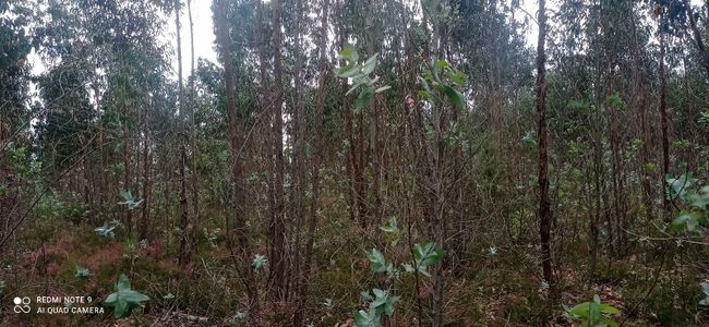 Terreno