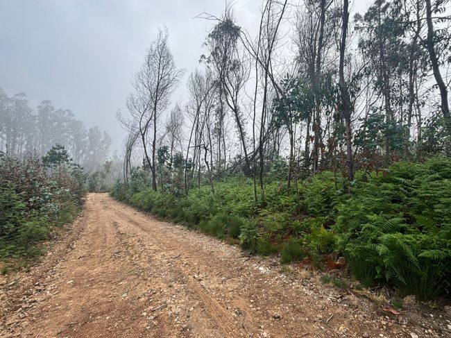 Terreno
